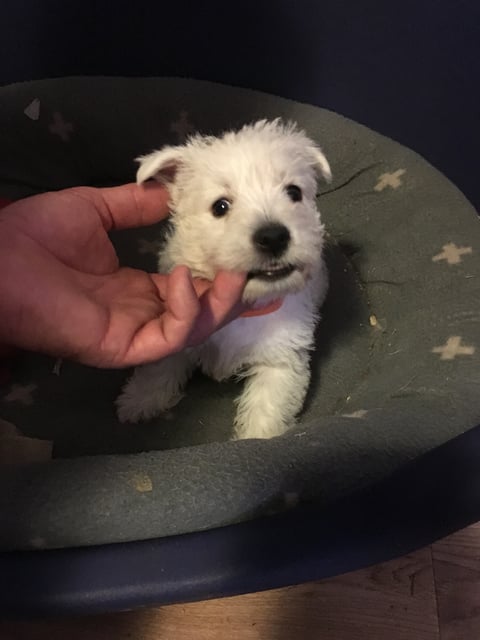 Our Dam, 5 weeks West Highland white terrier 