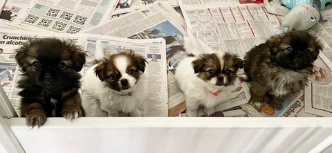 Our Tibetan Spaniel babies!