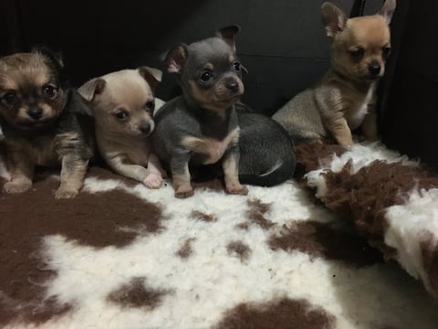 Trulore Chihuahua babies.