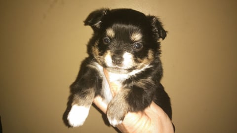 A long coat Chihuahua puppy.