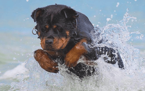 Blackcombe Rottweilers