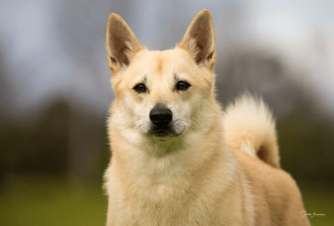Blackcombe Norwegian Buhunds 