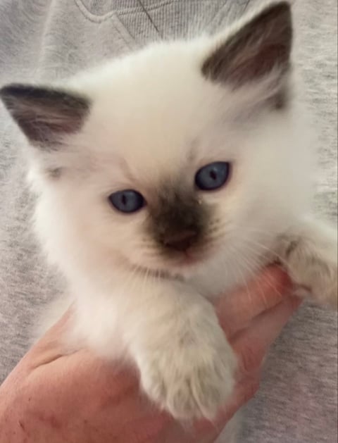 Arohadoll Ragdoll kitten