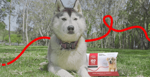 Antinol for dogs