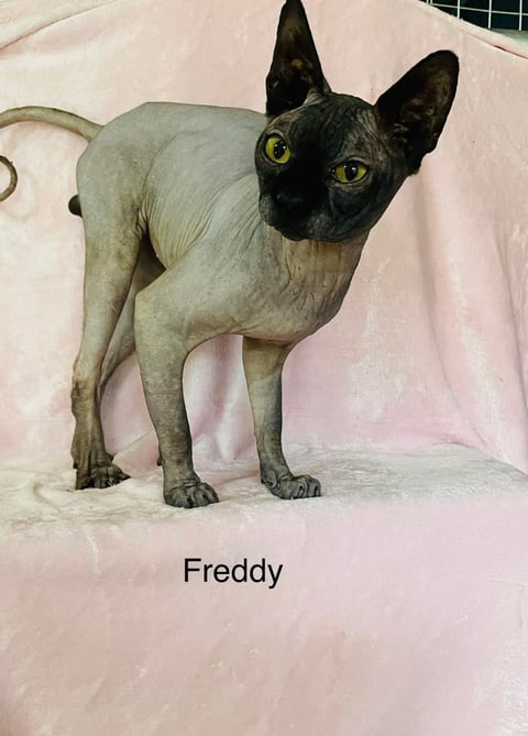 Sir Freddy 