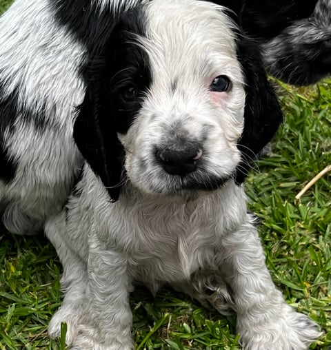 Silverblue Cocker Spaniel Puppy