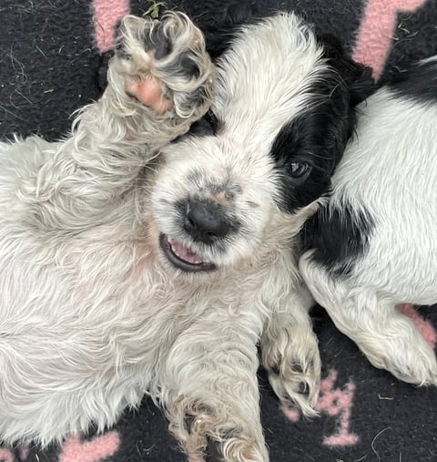 Silverblue Cocker Spaniel Puppy