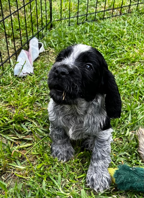 Silverblue Cocker Spaniels