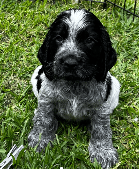 Silverblue Cocker Spaniel Puppy