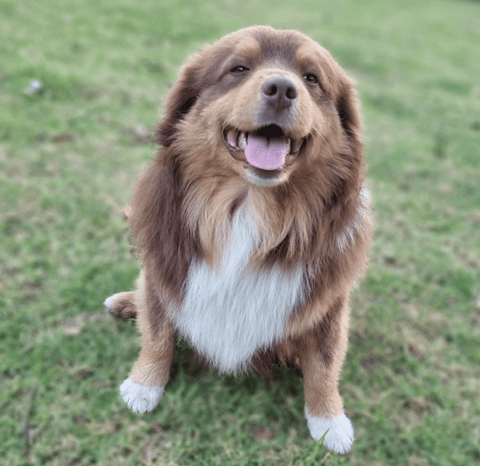 JENZSA Miniature American Shepherds