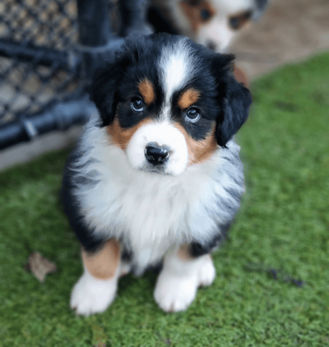 JENZSA Miniature American Shepherd Puppy