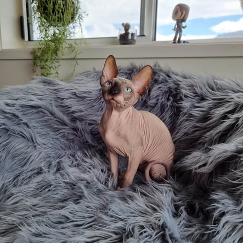 Prettyskinz Cattery -Sphynx Cat Breeder 