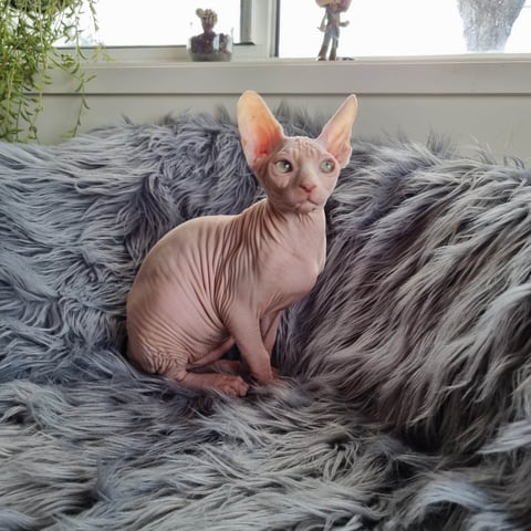 Prettyskinz Cattery -Sphynx Cat Breeder 