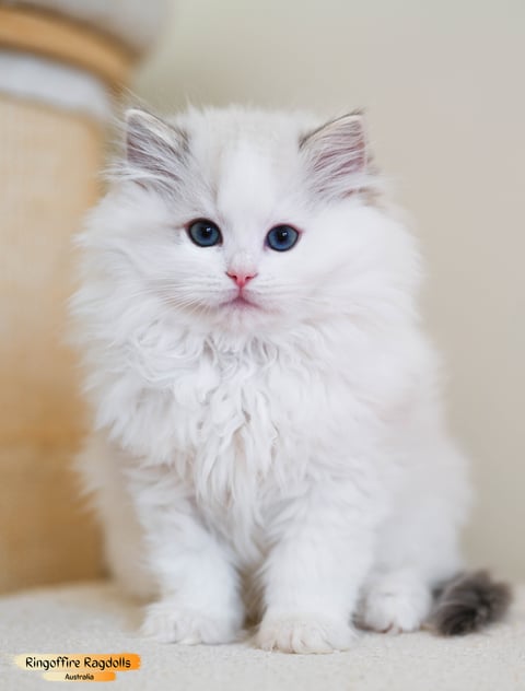 Blue Tabby Bicolour Boy