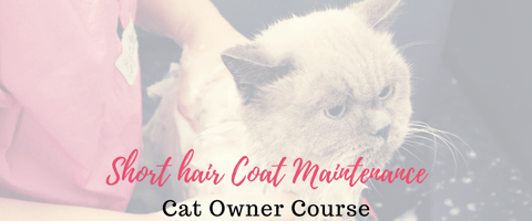 Short Hair Coat Cat Maintenance Course 