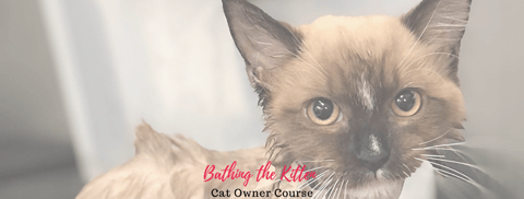 Bathing the Kitten Course