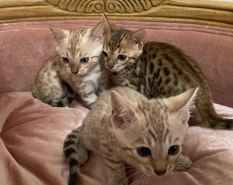 3 of 6 kittens from Velcro and vanilla.