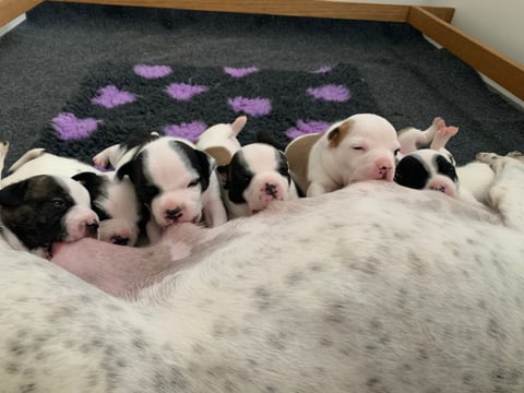 Chevhart Staffordshire Bull Terrier puppies