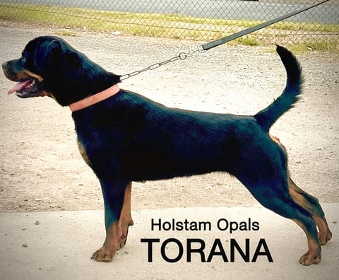 Holstam Opals Torana