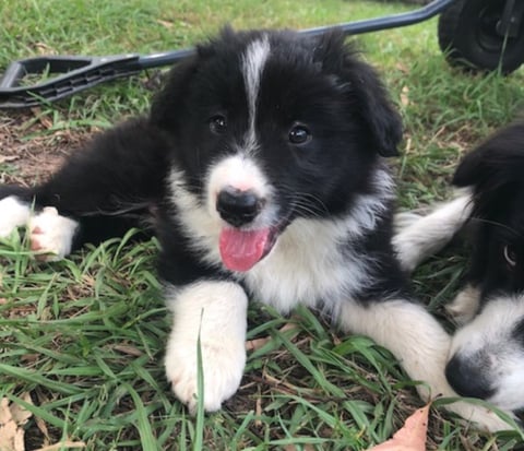 NYARLO Border Collies