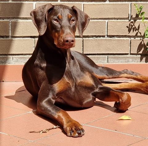 TagJager Dobermann