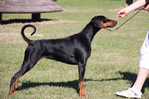 TagJager Dobermann