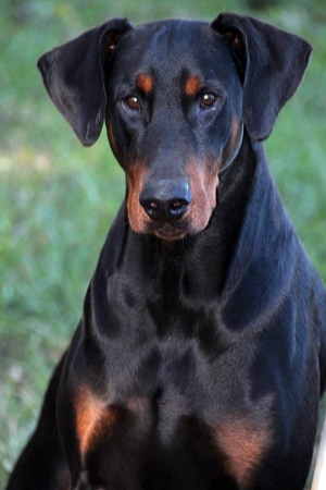 TagJager Dobermann