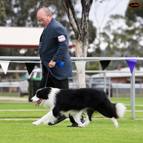 BORDACROFT KENNELS - Border Collie Breeder - Lewis