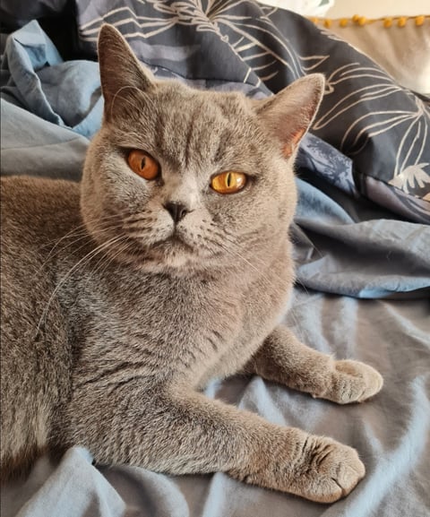 BANYANBLUE British Shorthairs 