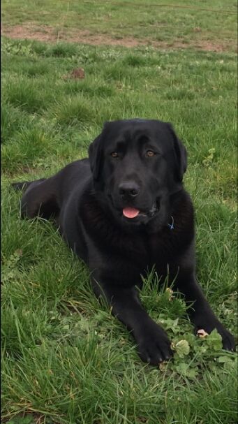 Kimellie Labradors