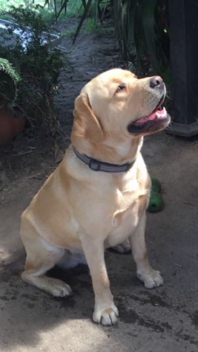 Kimellie Labradors