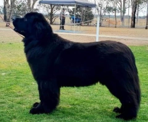 Baywatch Newfoundlands