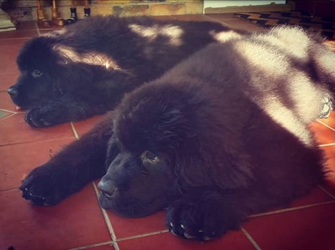 Baywatch Newfoundlands