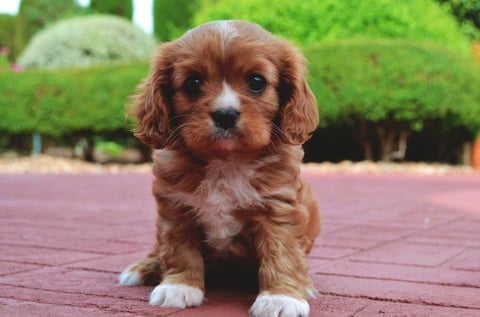 Pure bred Ruby Cavalier Puppy