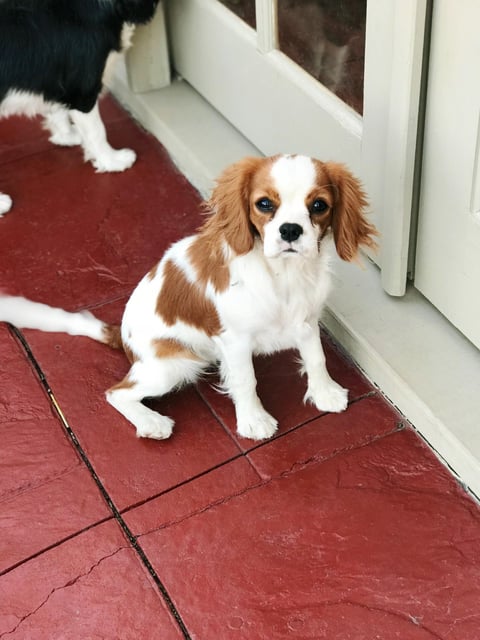 Peanut the blenheim Cavalier