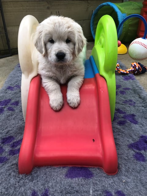 MONTROY GOLDEN RETRIEVERS