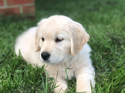 MONTROY GOLDEN RETRIEVERS