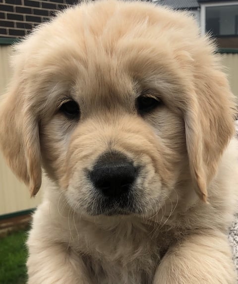 MONTROY GOLDEN RETRIEVER PUP