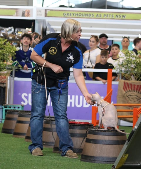 The Smart Cat Society at Work - Sydney Royal