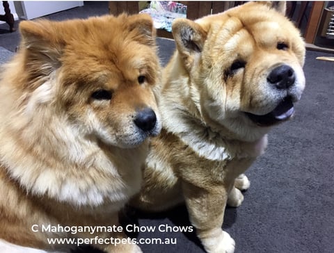 2 adult chow chows