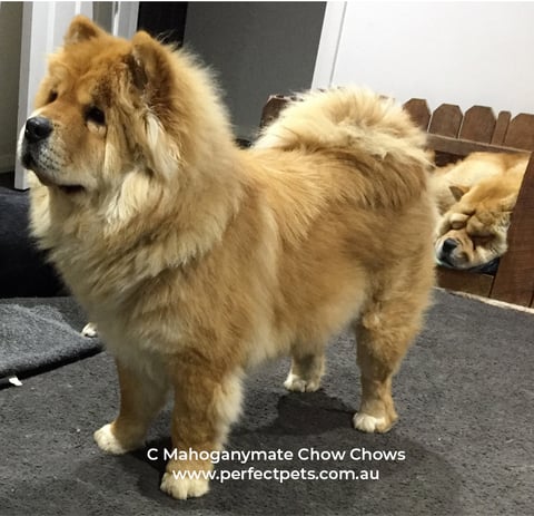 5 year old chow chows