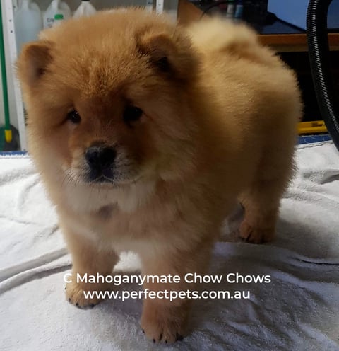 10 week old Chow Chow puppy