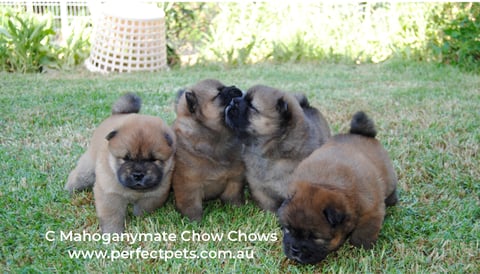 5 weeks old Chow Chow pups