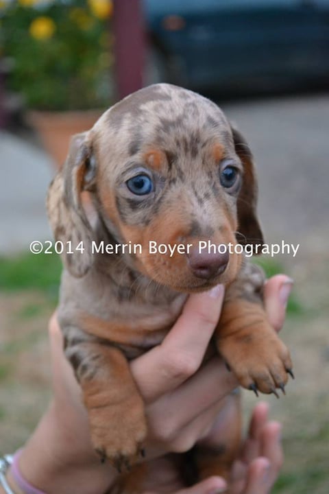 Cooledach Dachshunds 