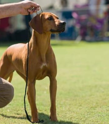 Juzrival Rhodesian Ridgebacks