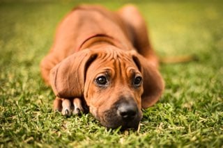 Juzrival Rhodesian Ridgebacks