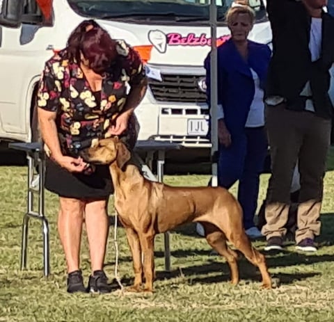 Juzrival Rhodesian Ridgebacks