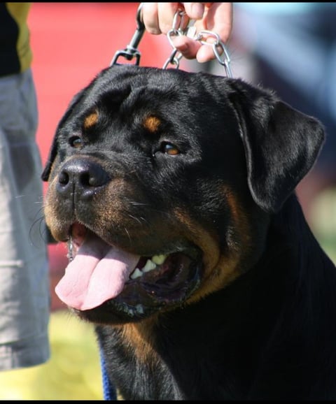 Juzrival Rottweilers