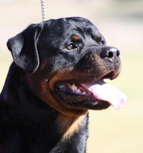 Juzrival Rottweilers