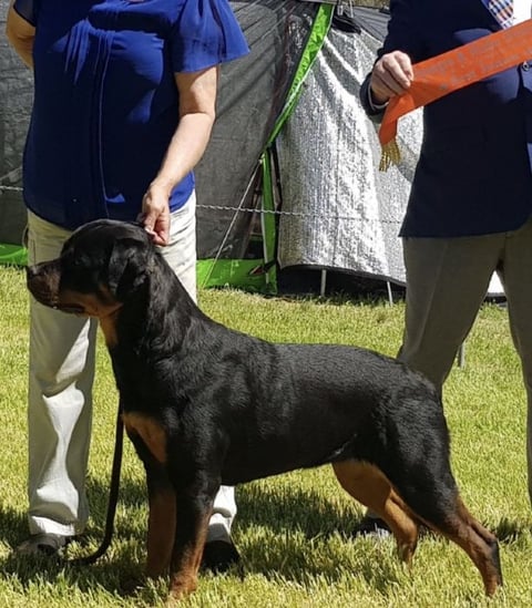 Rotteln Rottweilers